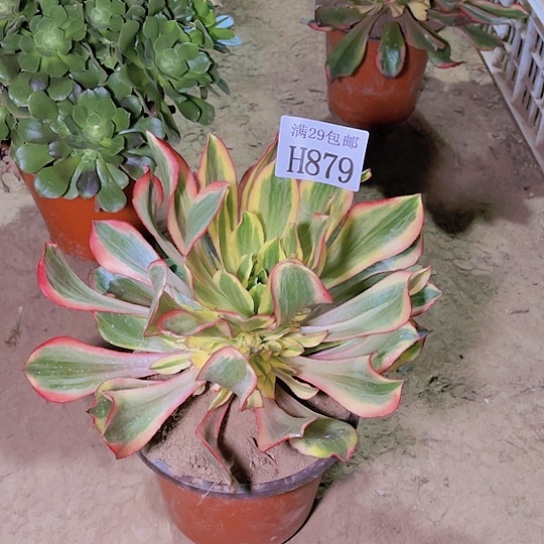 879魅影多肉植物