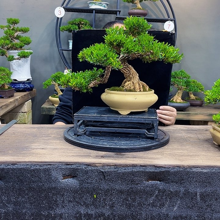 黄杨黄杨盆景四季常青