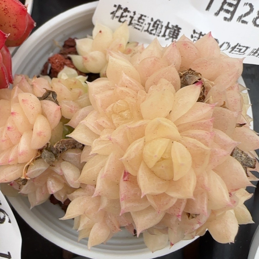 花语逸镜0128-307