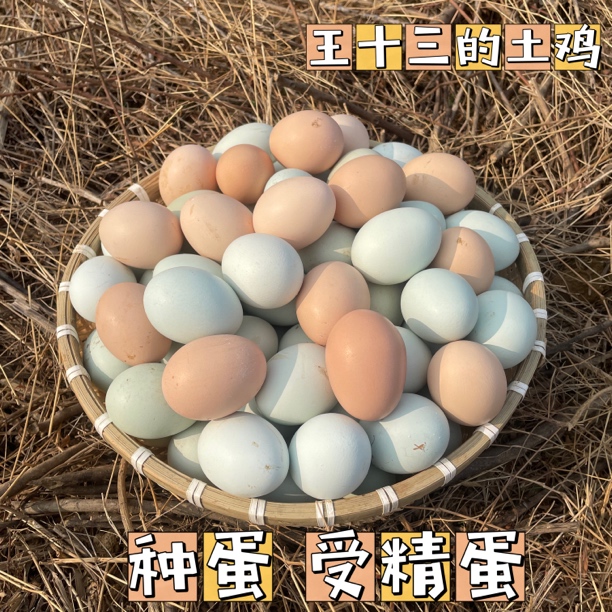 苏禽土鸡种蛋 受精蛋 粉壳多散养 新鲜 便宜种蛋绿色喂养 
