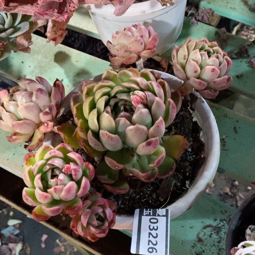 【闪购商品】柠***?月宴03226