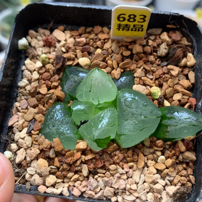 【闪购商品】683冰鸾玉