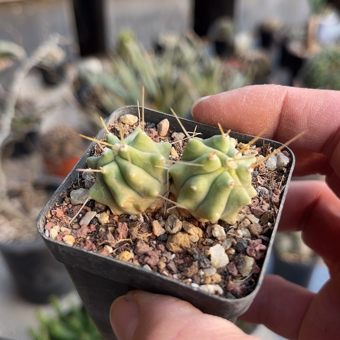 双胞胎王冠龙仙人球一物一拍