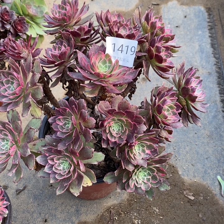 万花筒多肉断头不包1419