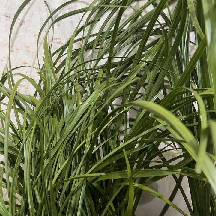 完全开放浓香型惠兰1