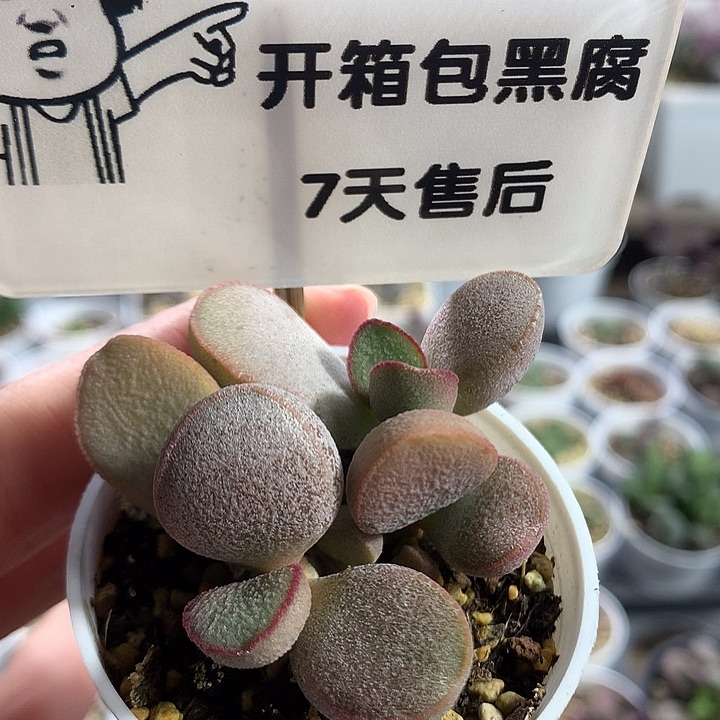 白雪专拍专拍专拍