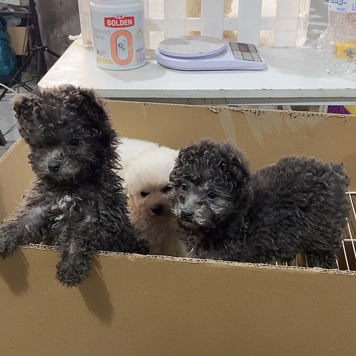 灰泰迪秒杀价喜欢看过来