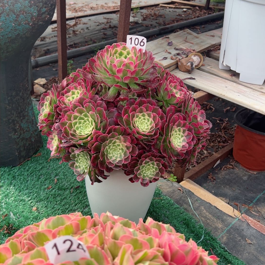 106绿体同花顺法师多肉