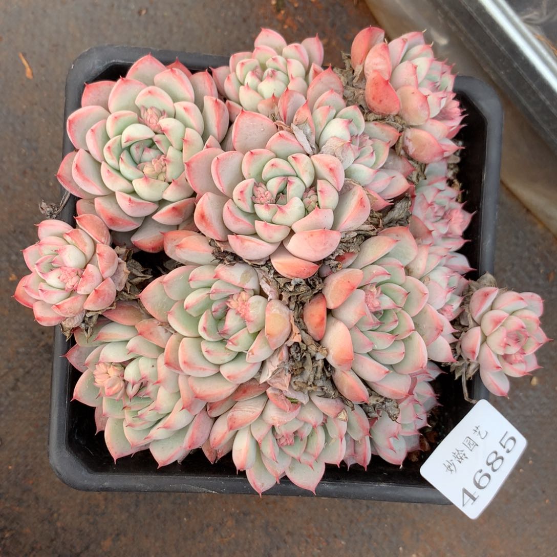 4685杂交多肉老桩