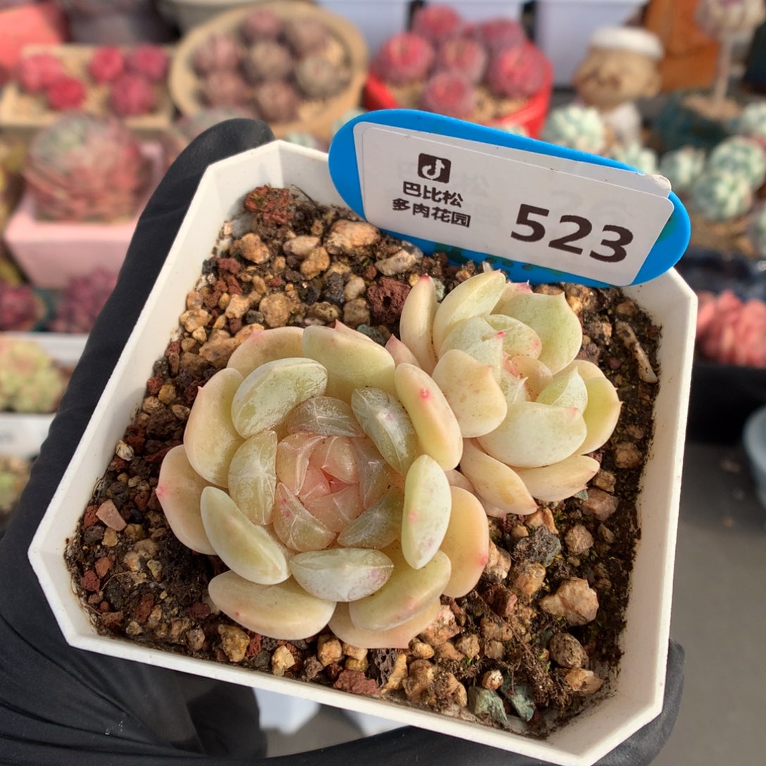 523 白色恋人多肉