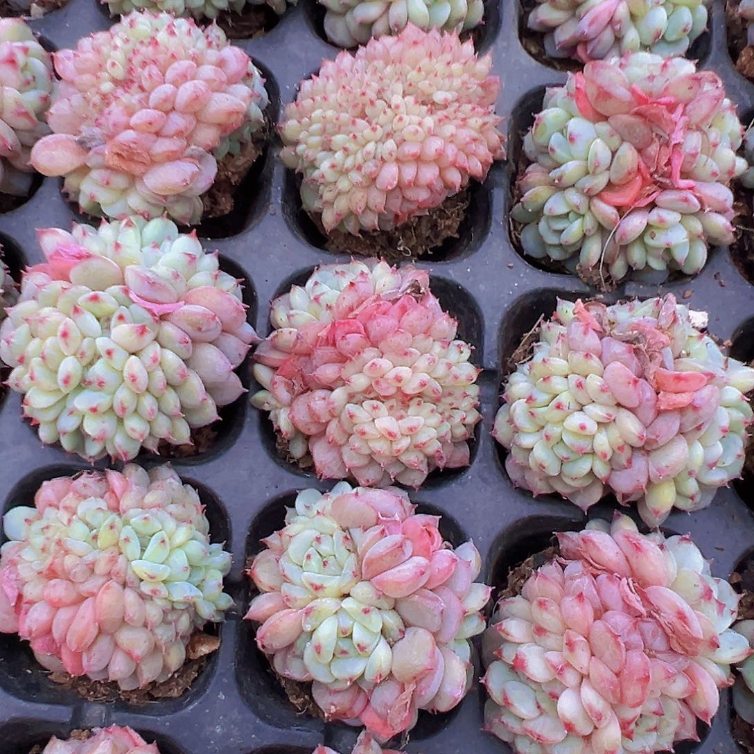 白胖子缀化2颗苗多肉