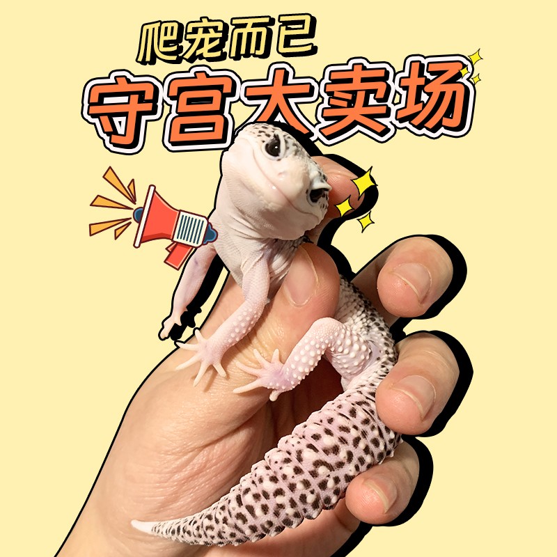 豹纹守宫肥尾守宫活体宠物异宠温顺可爱爬虫好养另类宠物