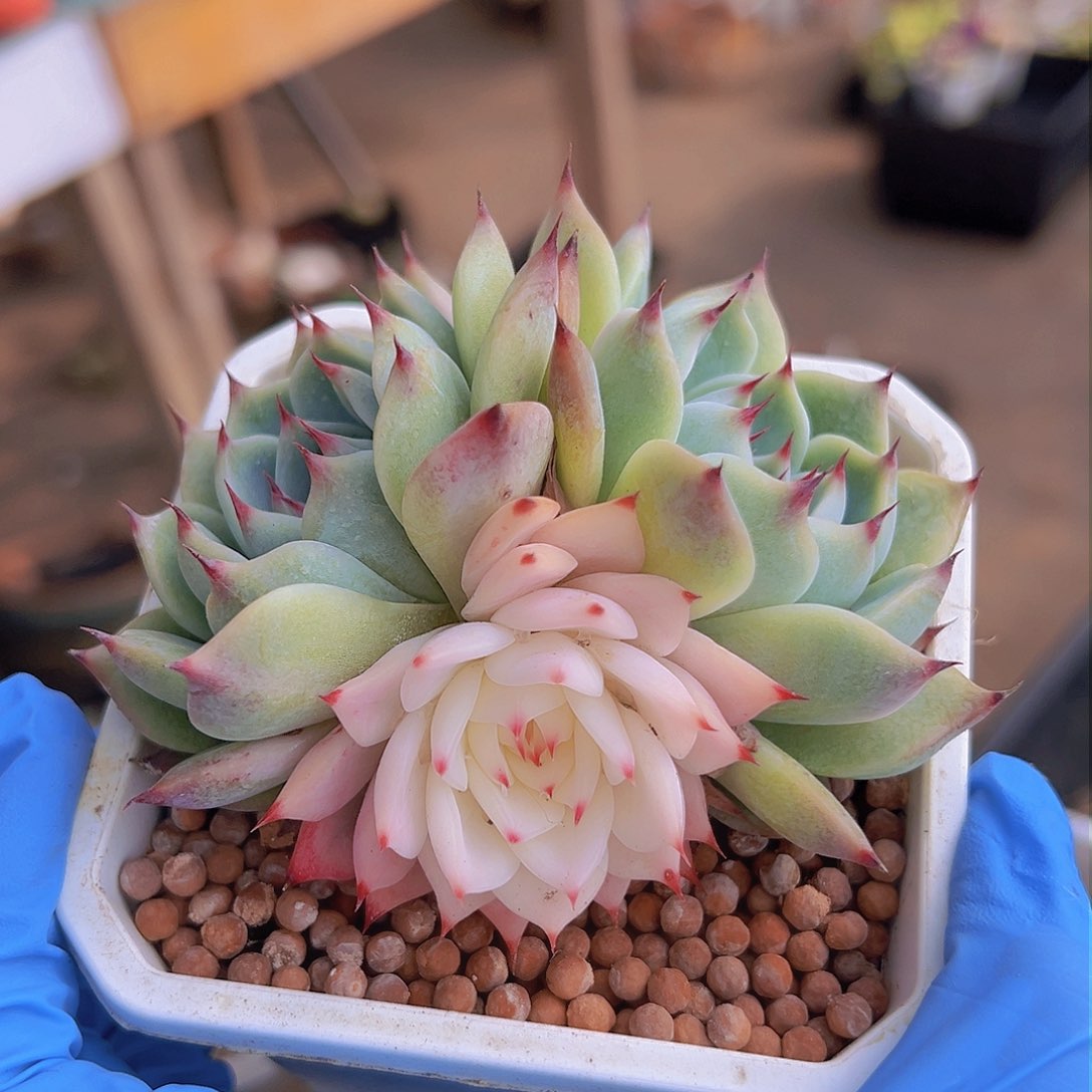 吉娃娃锦，多肉植物