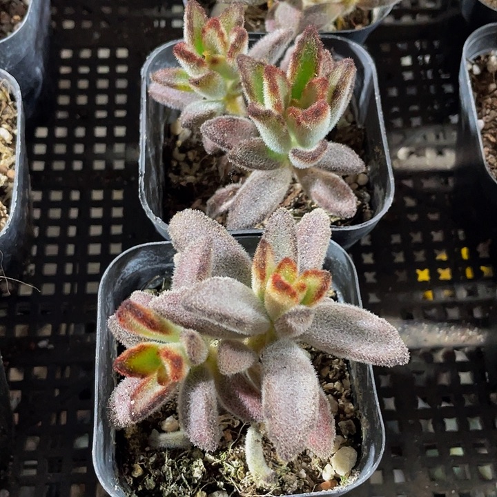 灰兔儿带盆土发货