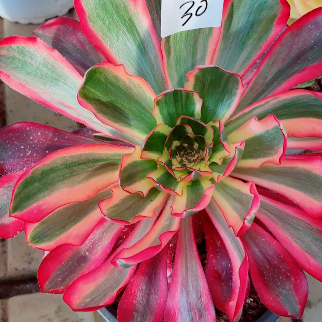 一物一拍多肉法师30