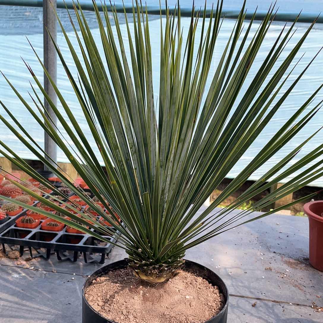 6666666666666666666666