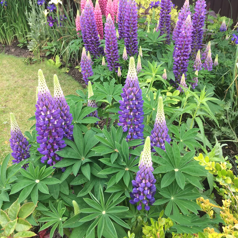 鲁冰花盆栽阳台庭院好养花羽扇豆花卉带花苞