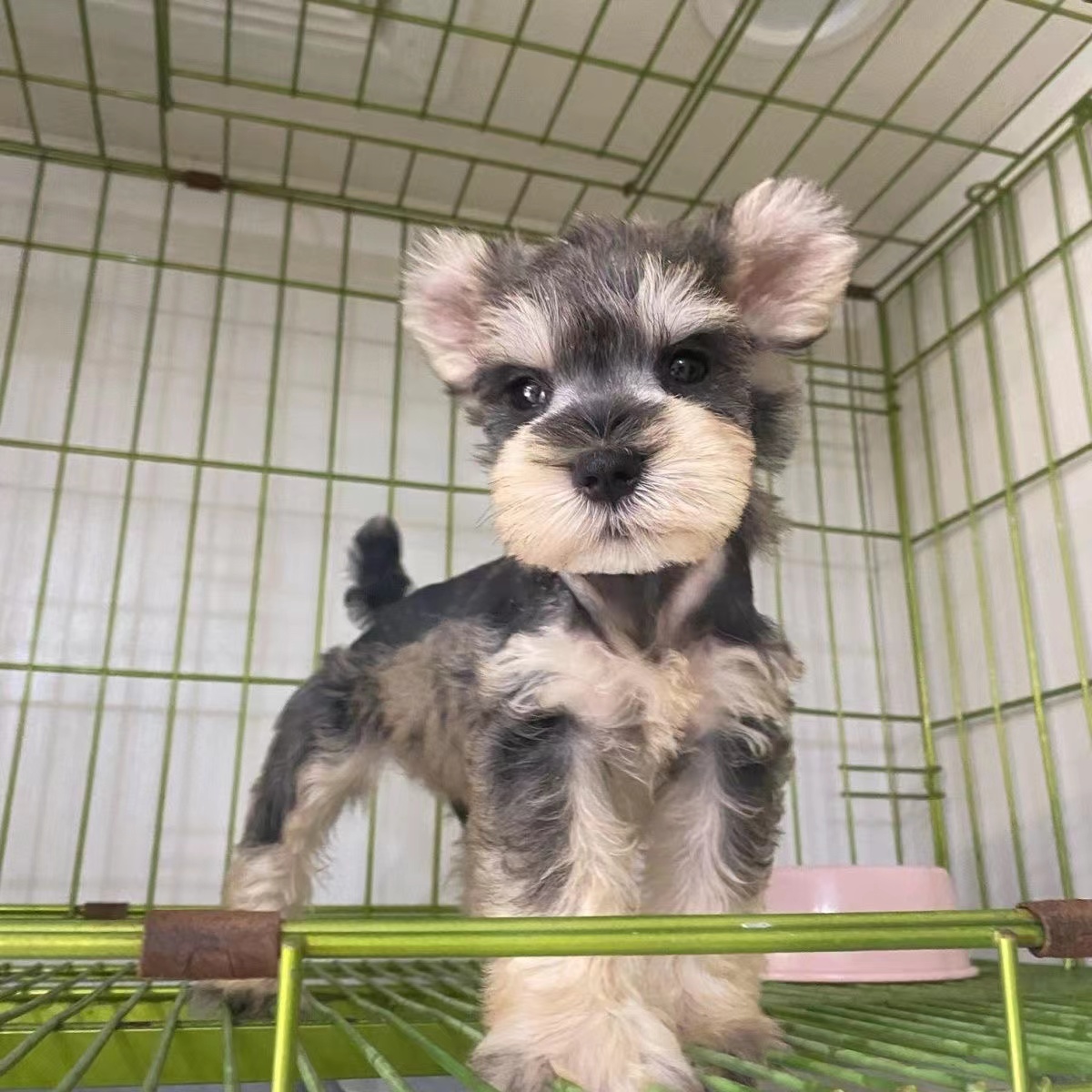 雪纳瑞犬，自家养殖小狗幼崽家庭宠物狗活体精选