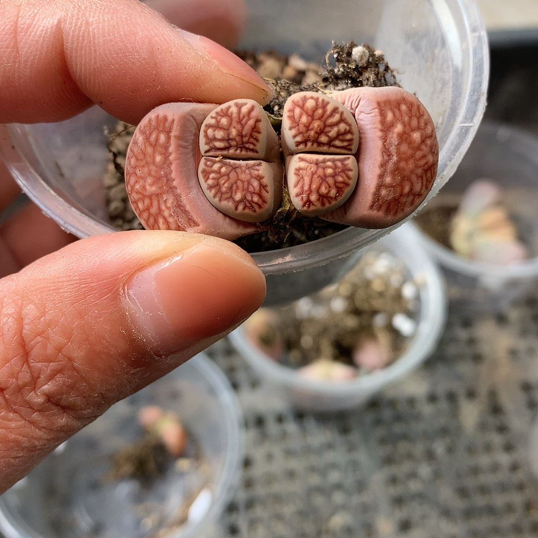 C921多肉植物保护研究所