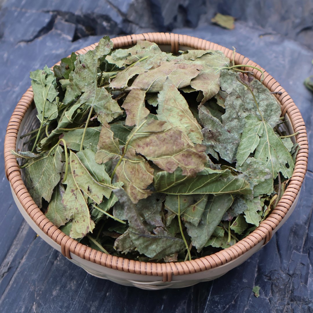 秦岭深山降霜桑叶 野外自然生长霜桑叶250g