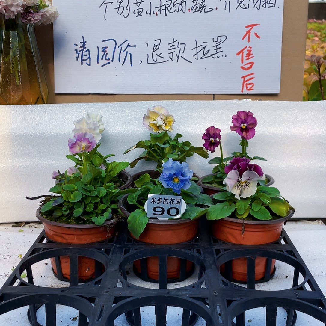 大部分花苞少量开放90