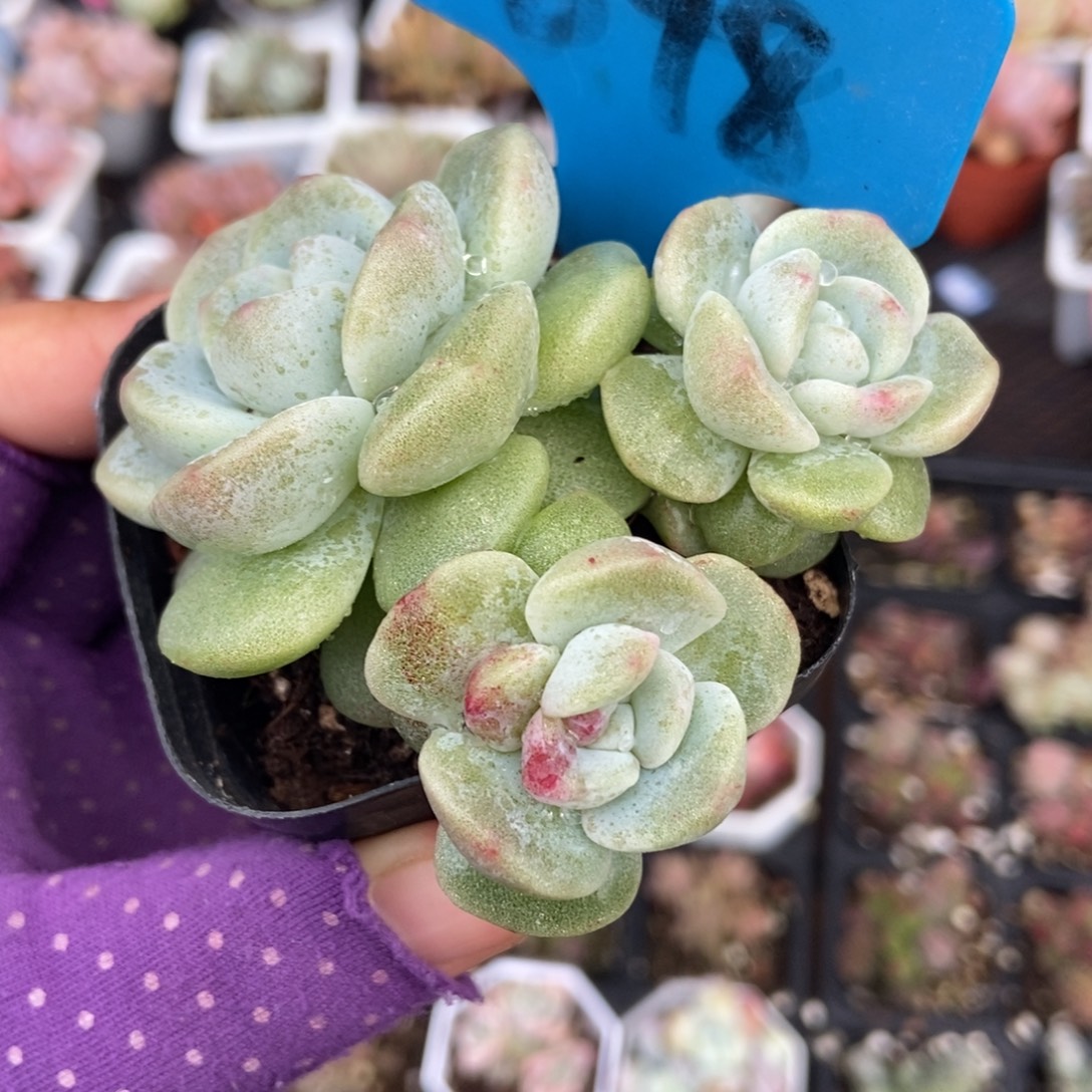 848冰玉石化多肉植物