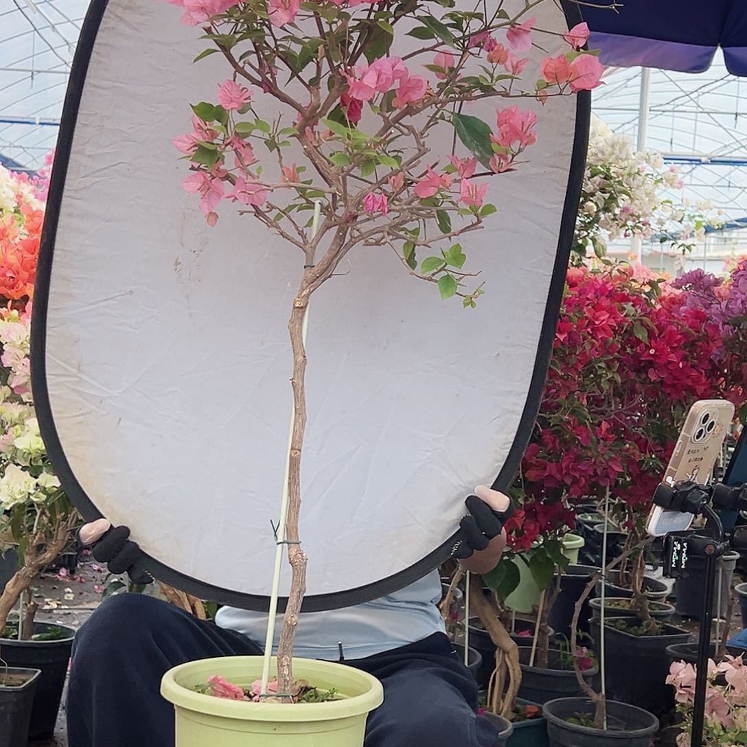 午***香大部分花苞少量开放J56橙粉公主