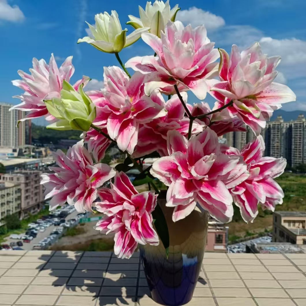 【火星之恋重瓣百合】香水百合鲜花水养鲜切花室内插花桌面装饰优质