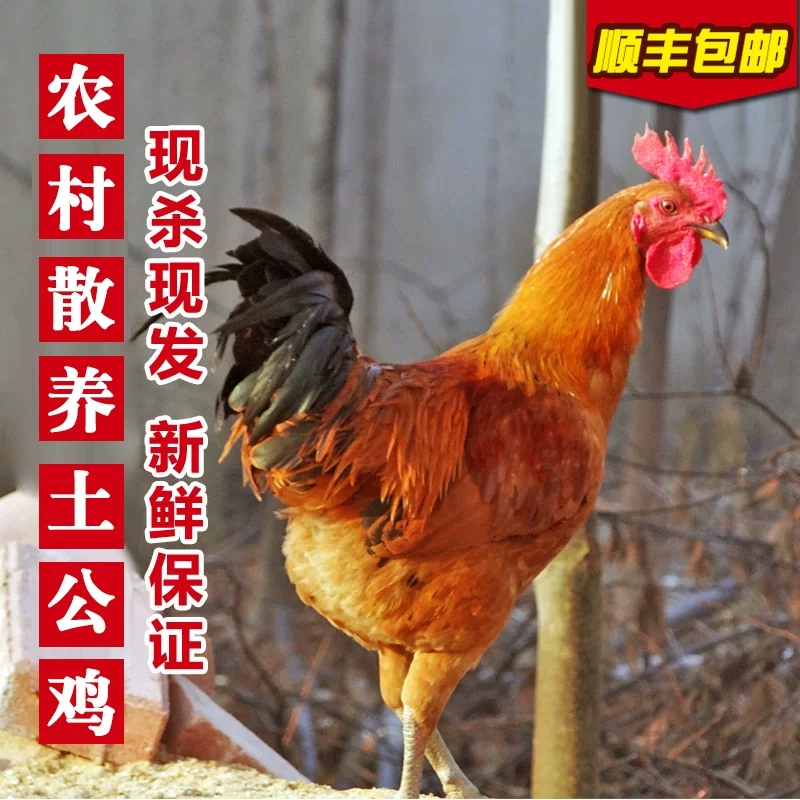 散养公鸡农村散养走地鸡一物一拍改价链接