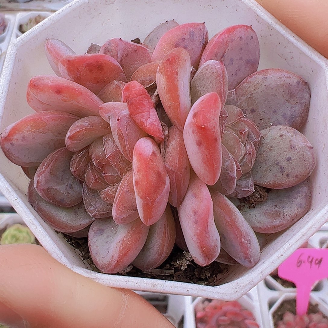 粉星星珍妮群19包邮多肉