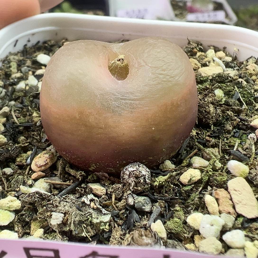 530超毛带盆土发货