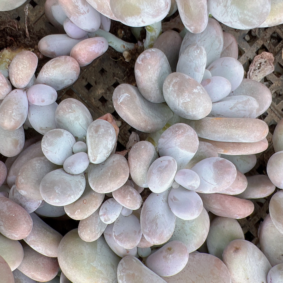 2-3头汤圆美人-单颗多肉脱土