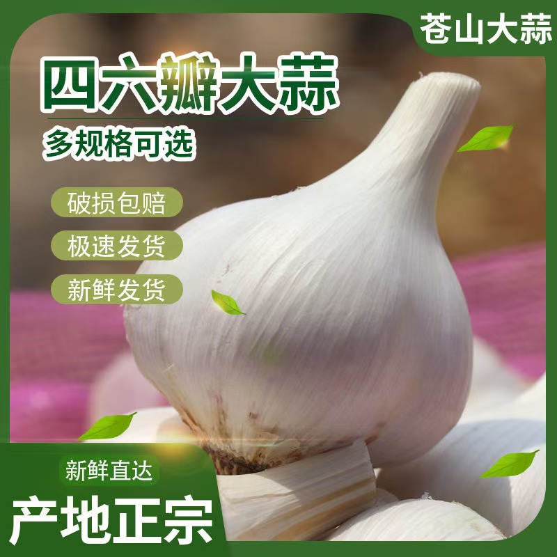 【五斤大蒜】三斤 一斤 苍山大蒜 山东紫皮优质四六瓣足斤称