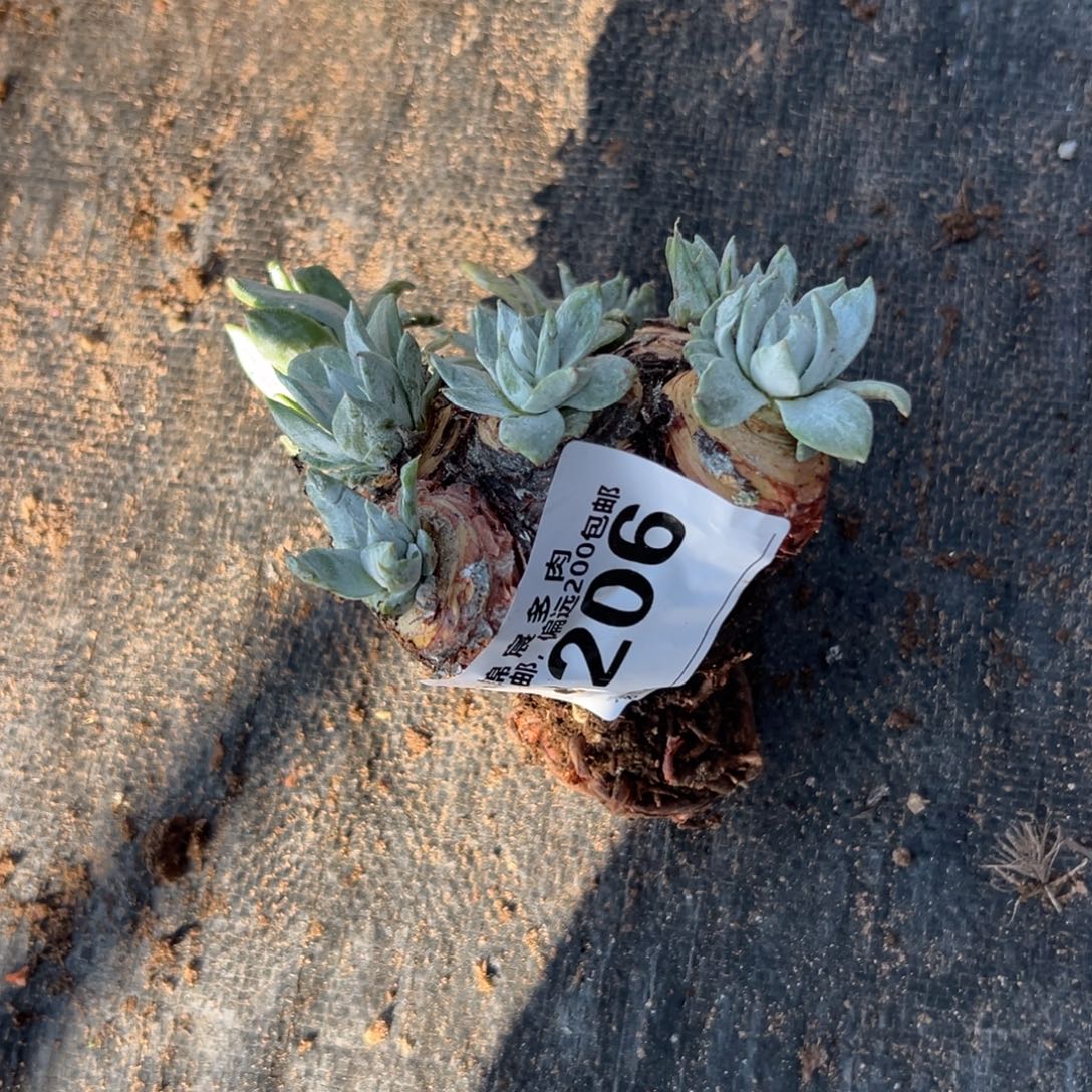 安***妮谢谢姐姐，一物一拍