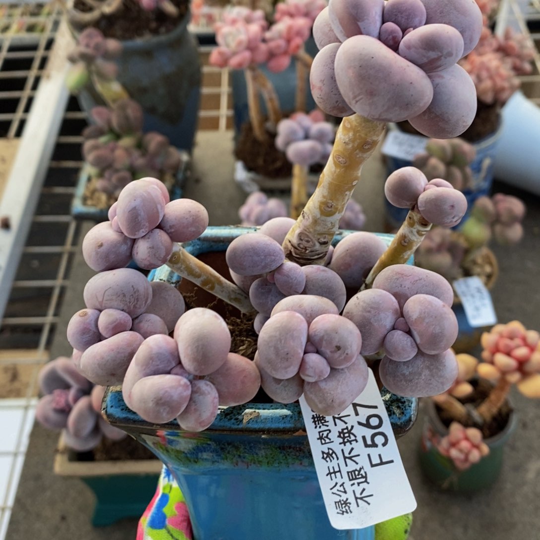 芭比奶酪567/10c m