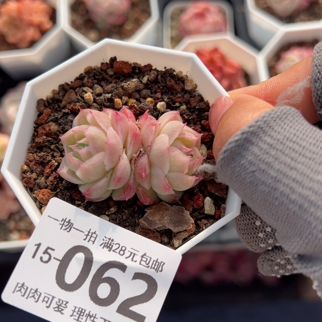 潘多拉女王多肉多肉多肉多肉多肉