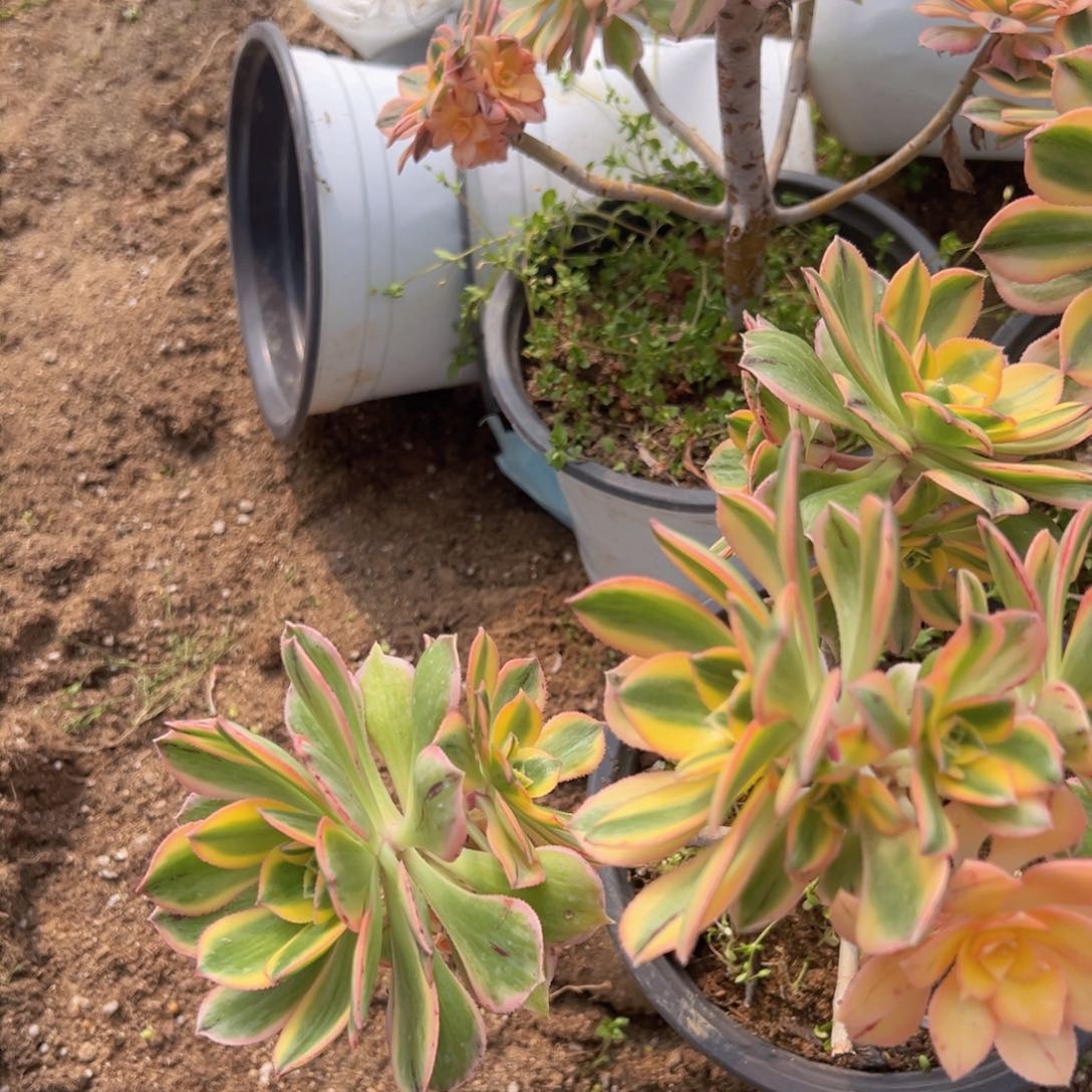 满18包邮灿烂老桩多肉植物