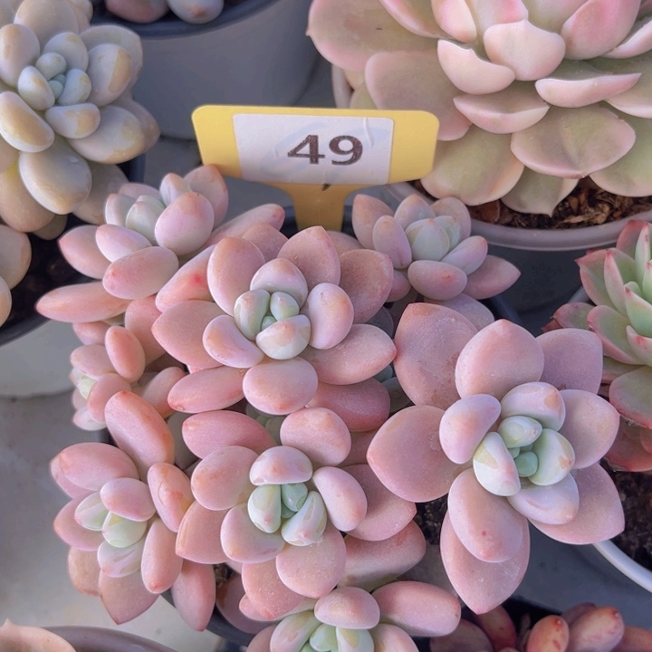 健健康康平平安安