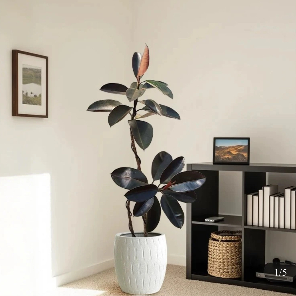 【莉莉甄选】老桩独杆黑金刚橡皮树盆栽