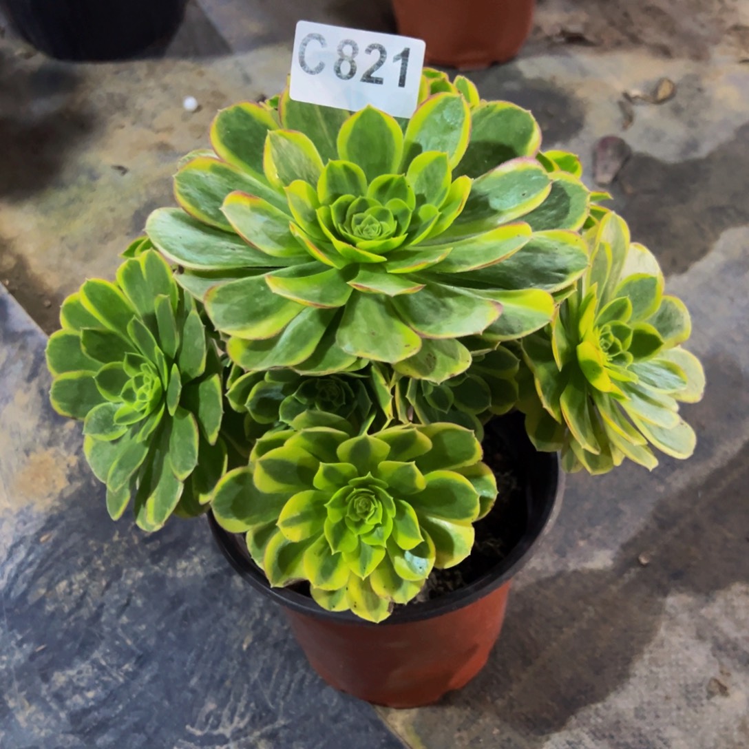 七****无花朵奶白法师821