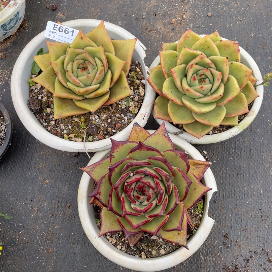 无花朵若如东云组拍E661