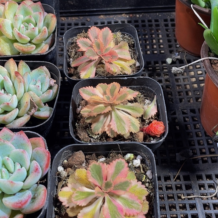 亚特兰蒂斯锦带盆土发