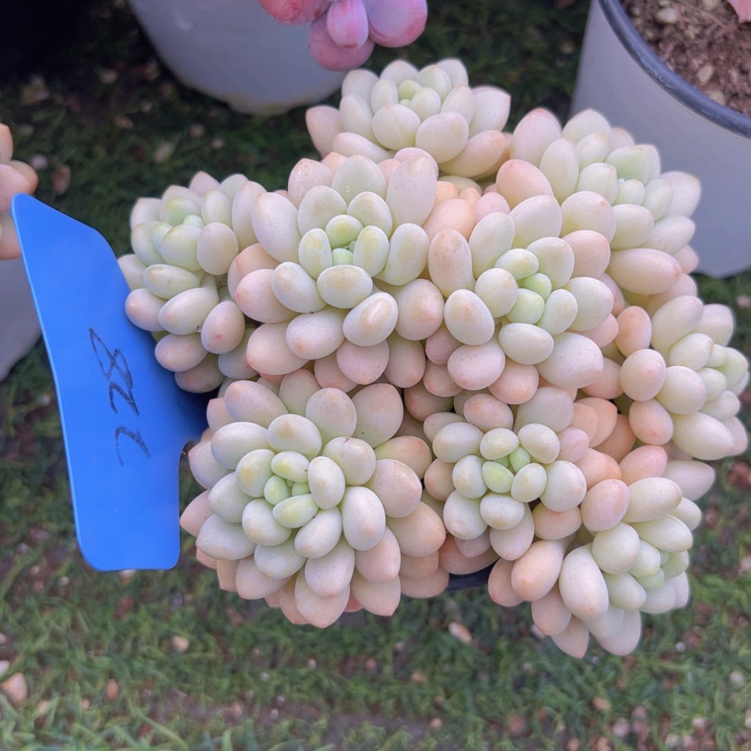 香玉的故事是一个人的故事吗