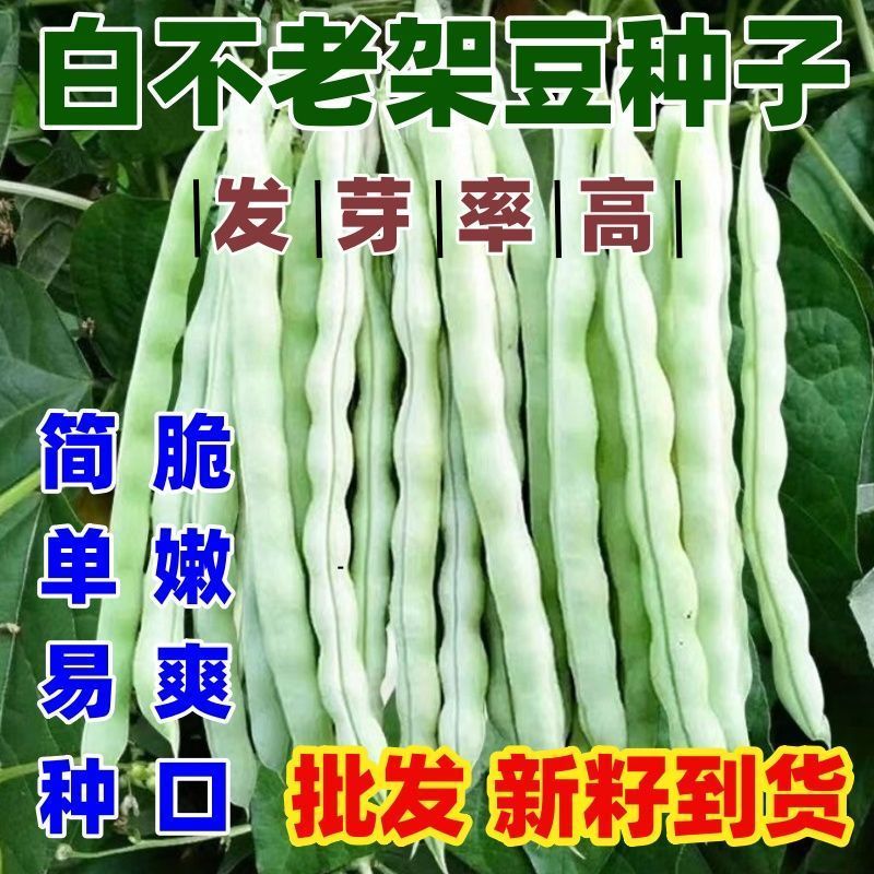 【任意拍满5包包邮】四季早熟九粒白架豆种子老来少白不老豆角种籽