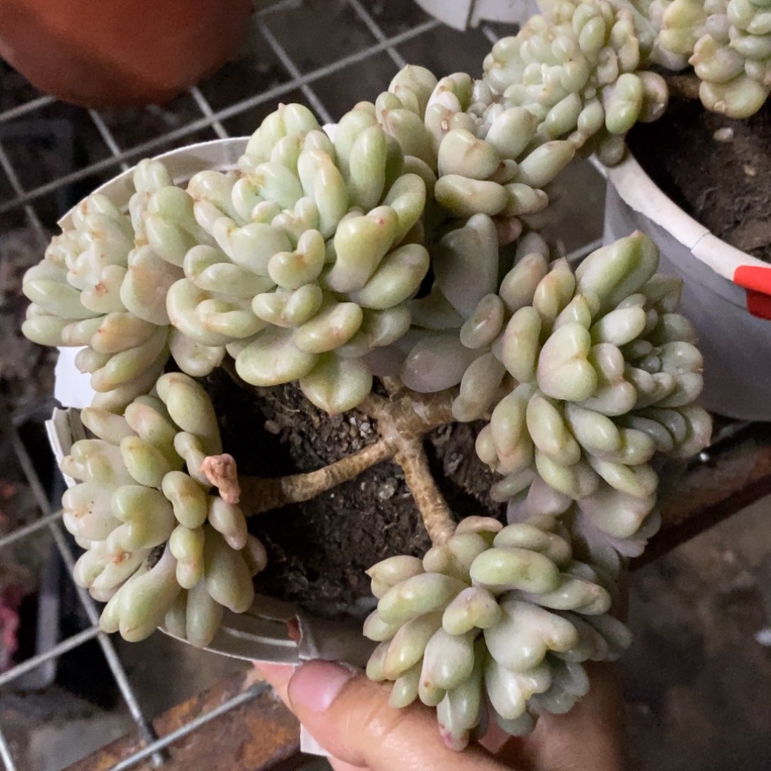比尔盖茨七头起发老桩