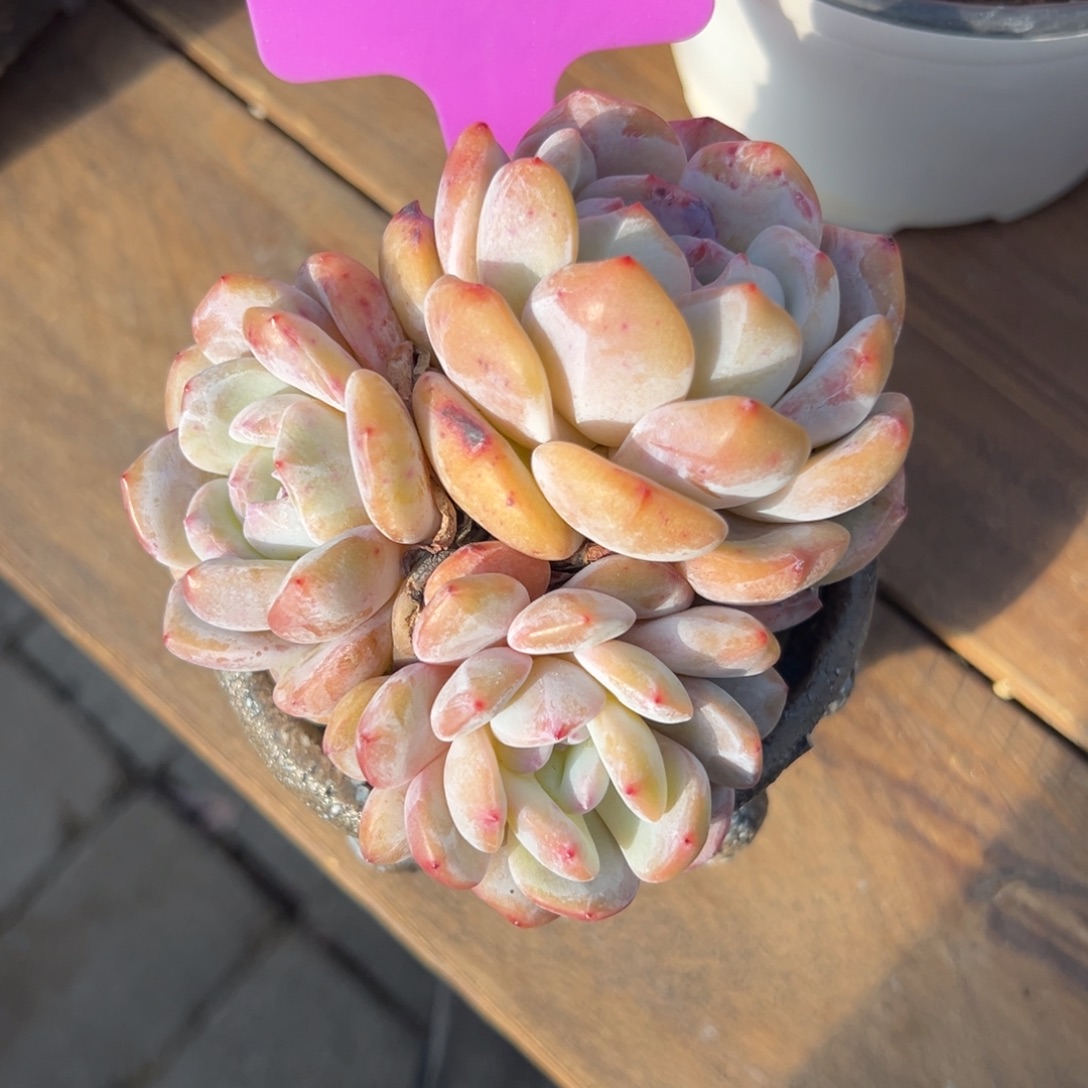 特价橙子1111111111