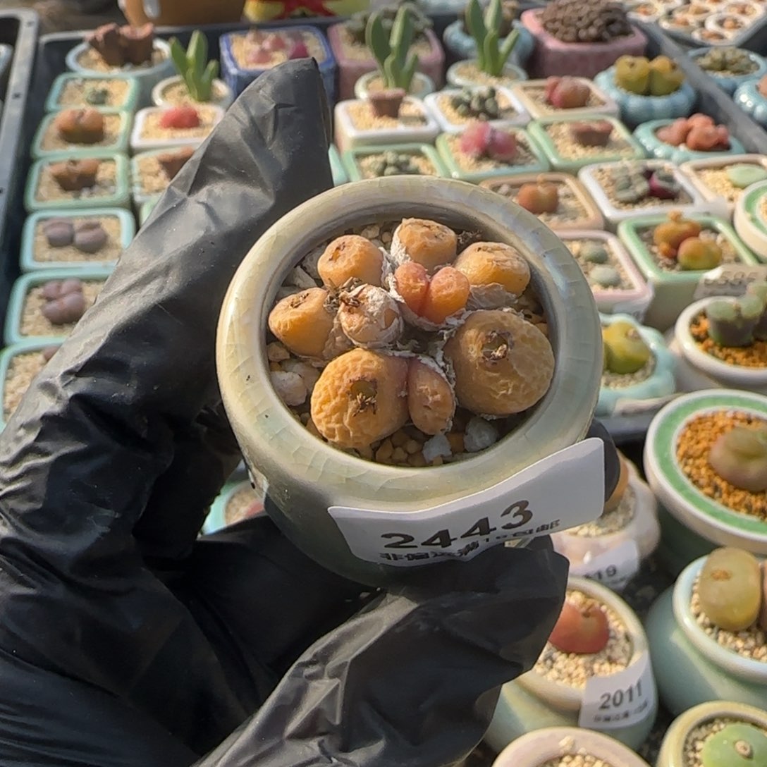 2443--一物一拍 带盆