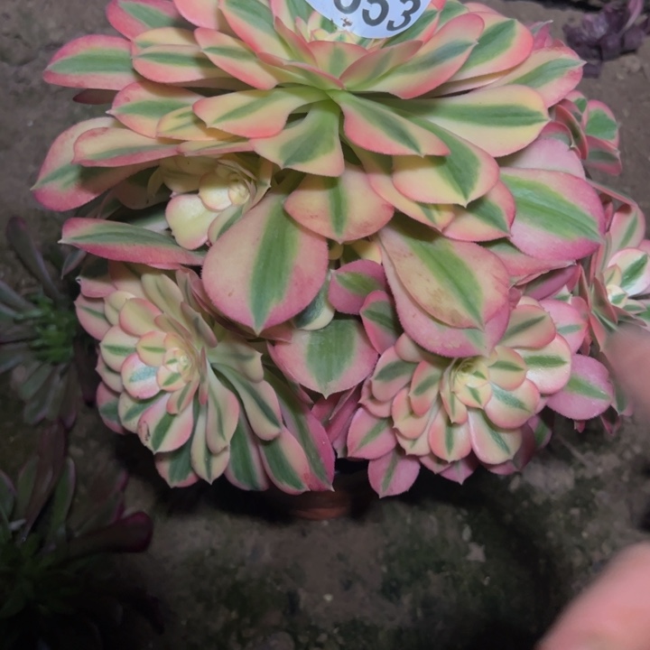 7553女巫多肉植物