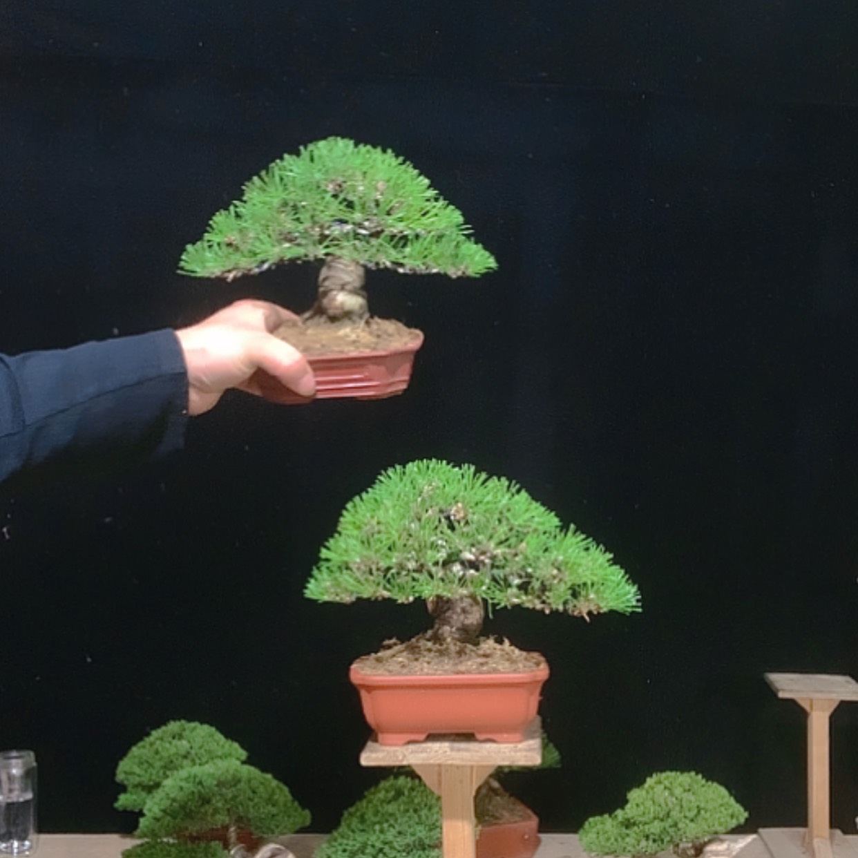 【闪购商品】无花朵看***花