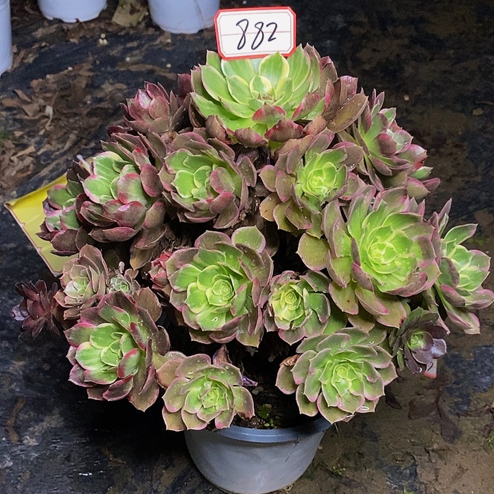 莲花座老桩882号链接